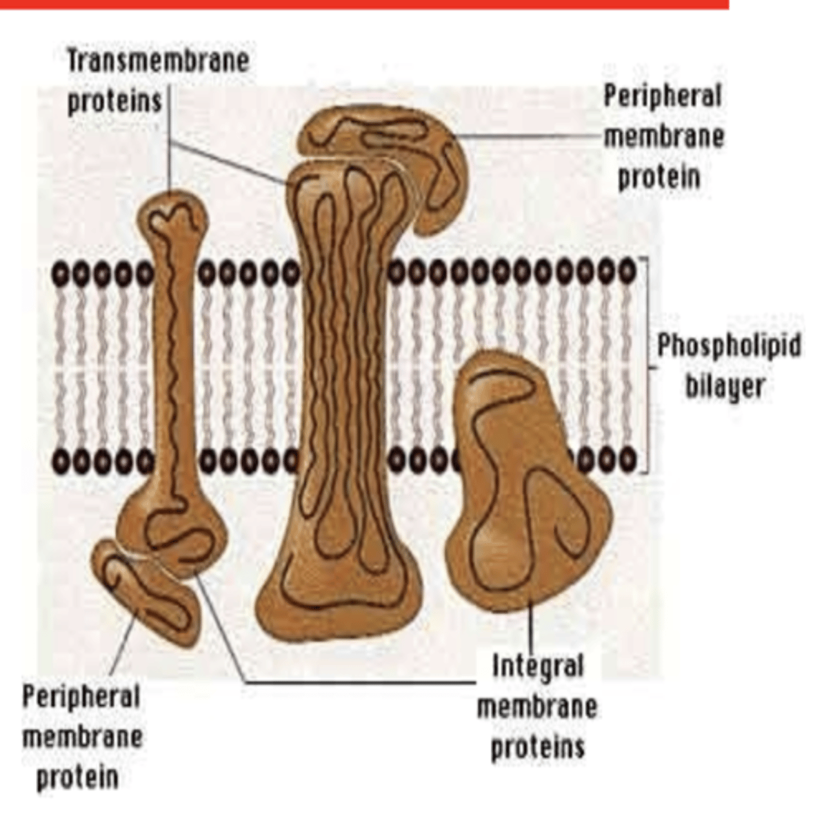 <p>Proteins can posses both ______ and ______ side chains</p>