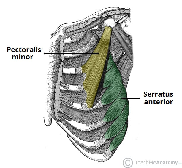 <p>protraction of scapula</p>