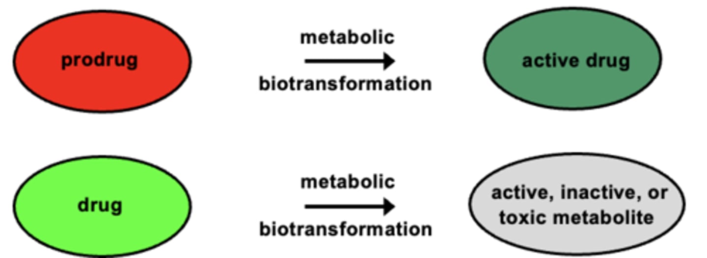 <p>a <strong>pharmacologically <span style="text-decoration:underline">inactive</span> compound</strong> that is converted into an <strong><span style="text-decoration:underline">active</span> drug</strong> by <strong>metabolic transformation</strong> </p>