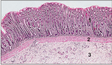 <p>Identify the structure:</p><p>Specie:</p><p>Parts:</p><p>1.__ 2.__ 3.__</p><p>Stain used:</p>