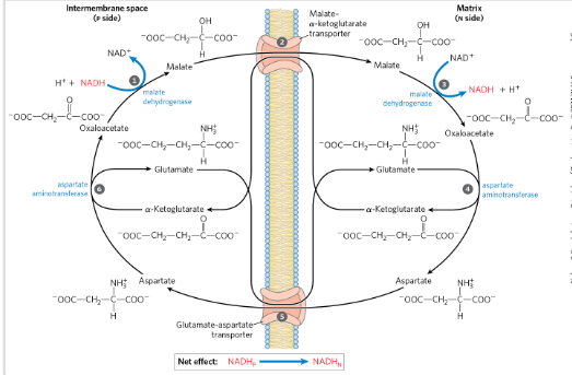 <ul><li><p>Through the malate-ASP shuttle</p></li><li><p>“Loss less”</p></li><li><p>NADH reduces OAA→ Malate</p></li><li><p>Malate crosses inner mitochondrial membrane via transporter</p></li><li><p>Malate is oxidized back to OAA→ NADH in the matrix</p></li><li><p>NADH to ETC</p></li><li><p>OAA cant cross the membrane </p></li><li><p>The shuttle doesnt transport NADH directly but it electrons</p></li></ul><p></p>