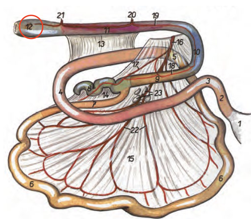 <p>Ändtarmen</p>