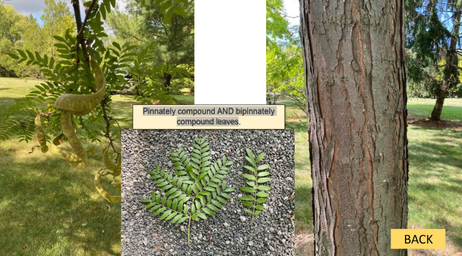 <p>Honey locust </p>
