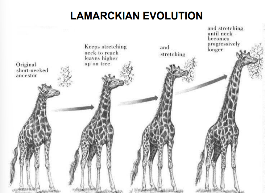 <p> Organisms continually arise by spontaneous generation. </p><p> “Nervous fluid” acts to move each species up the “great chain of being”.  Organisms develop adaptations to changing environment through the use and disuse of organs.</p><p>  Acquired characteristics are inherited.</p>