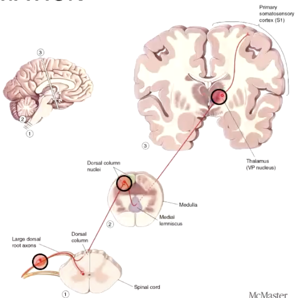 <p>3 neurons (Red)</p><ul><li><p>First-order, second-order, third-order</p></li></ul><p>3 synapses (Green)</p><ul><li><p>First to second, second to third, third to cortex</p></li><li><p>No synapse until it reaches medulla</p></li></ul><img src="https://knowt-user-attachments.s3.amazonaws.com/d10629ee-96cd-4967-85c6-4f8573f20523.png" data-width="50%" data-align="center"><p></p>