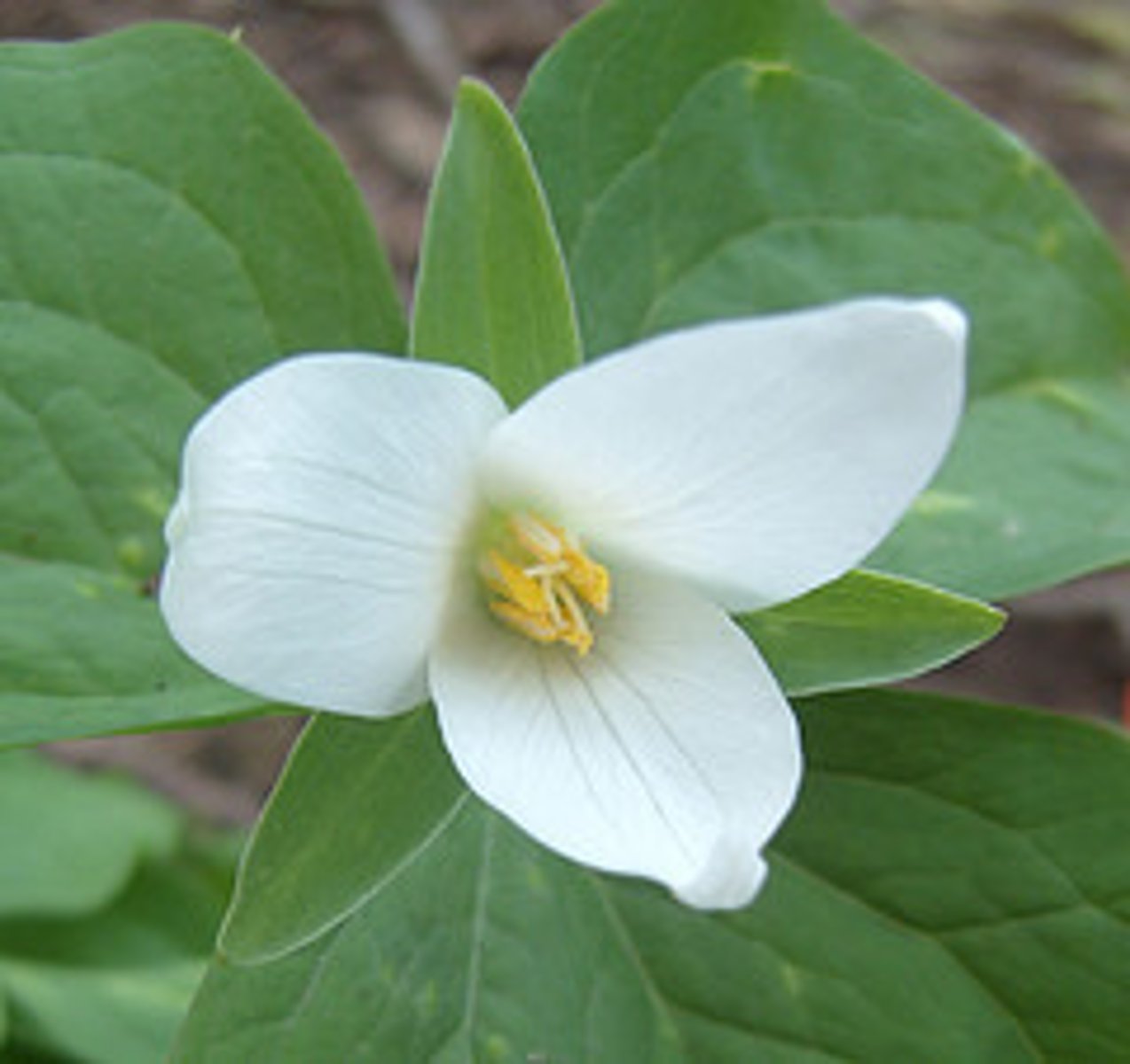 <p>Flowering plant whose embryos have one cotyledon</p>