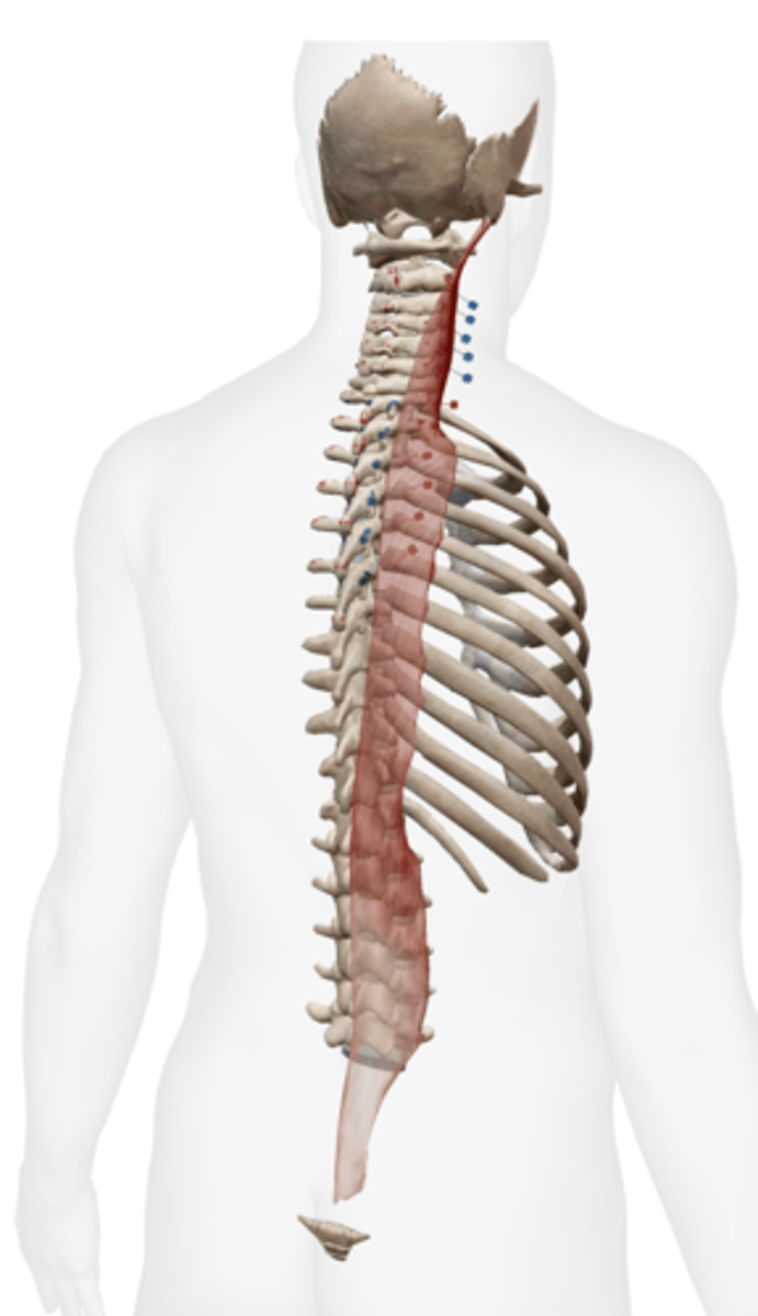 <p>Capitis: TP of T1-T4 vertebrae and articular processes of C4-C7</p><p>Cervicis: TP of T4-T5</p><p>Thoracis: TP of L1-L5</p>