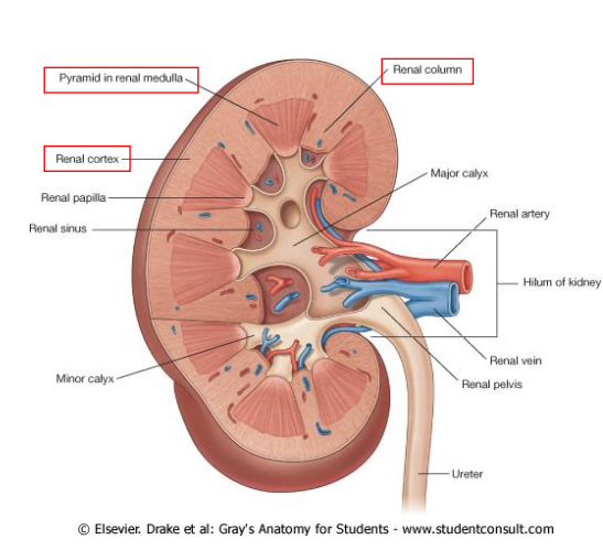 <p>The Cortex and Medulla</p>