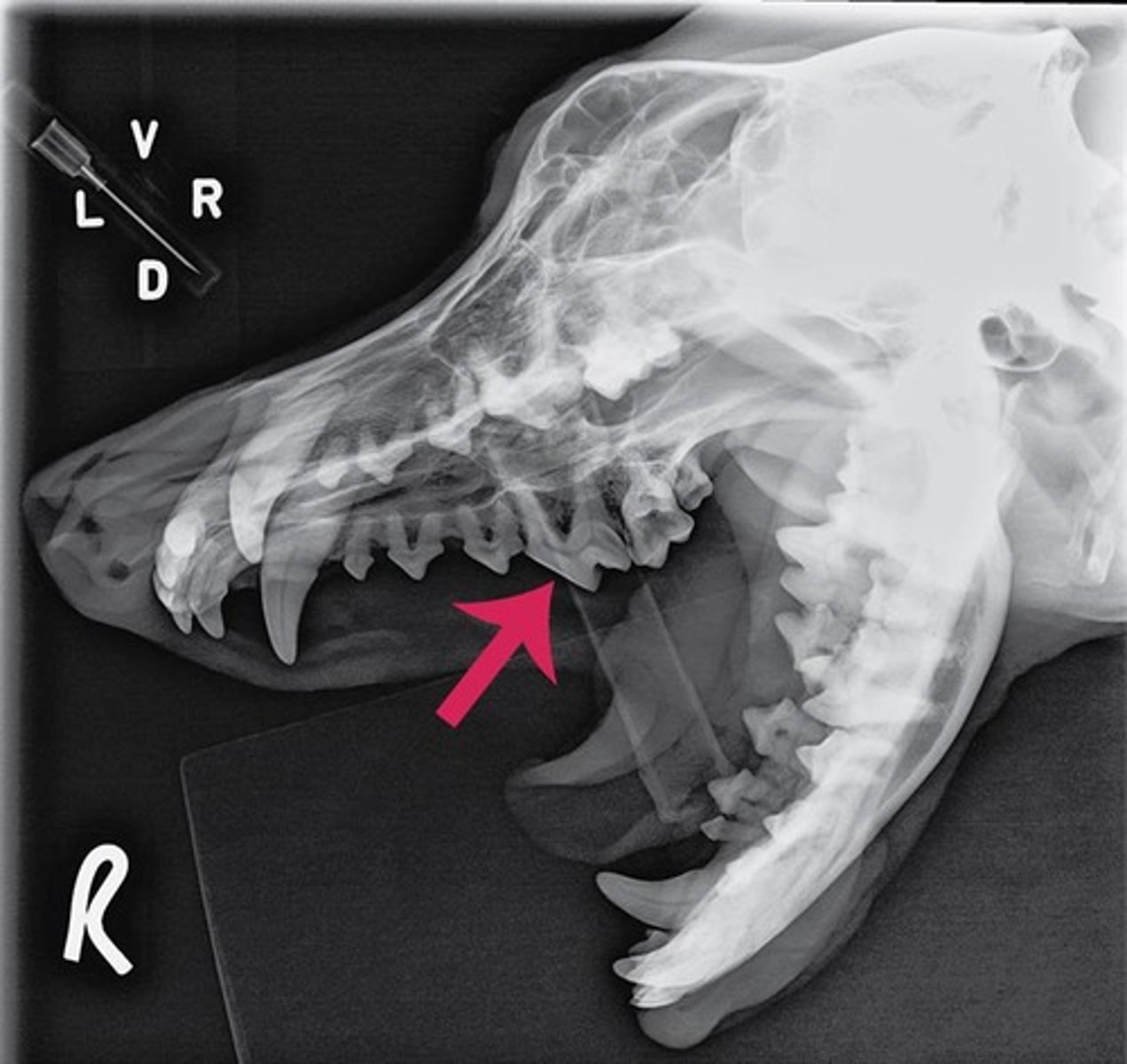 <p>Identify the type of tooth indicated by the arrow.</p>