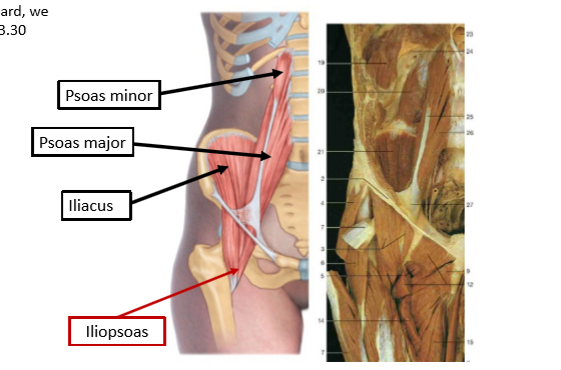 <p>muscles converge</p>