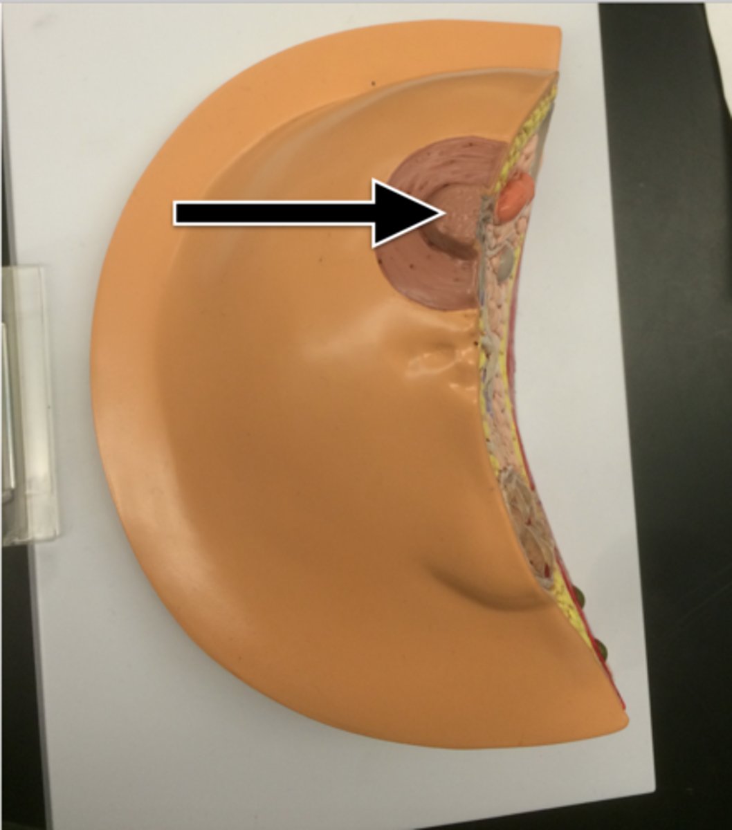 <p>the small projection in which the mammary ducts of female mammals terminate and from which milk can be secreted</p>
