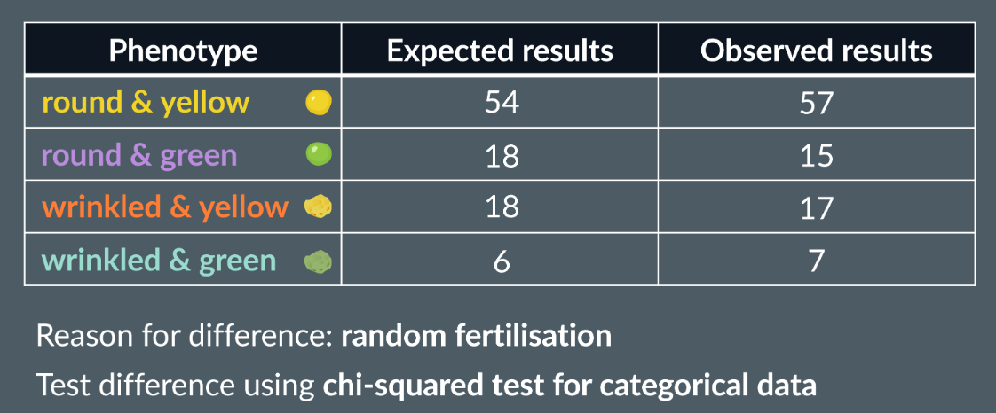 <ul><li><p class="Paragraph SCXW201424951 BCX0" style="text-align: left;"><span style="line-height: 20.925px;"><span>Chi squared test is used to test for significance&nbsp;</span></span></p></li></ul><ul><li><p class="Paragraph SCXW201424951 BCX0" style="text-align: left;"><span style="line-height: 20.925px;"><span>If the p< 0.05 we reject H0, there is sufficient evidence that the difference is significant&nbsp;</span></span></p></li></ul><ul><li><p class="Paragraph SCXW201424951 BCX0" style="text-align: left;"><span style="line-height: 20.925px;"><span>There is less than 0.05 probability that this has occurred due to chance&nbsp;</span></span></p></li><li><p class="Paragraph SCXW201424951 BCX0" style="text-align: left;"><span style="line-height: 20.925px;"><span>The degrees of freedom: the total phenotypes - 1 (so in image there are 3 degrees of freedom)</span></span></p></li></ul><p></p>
