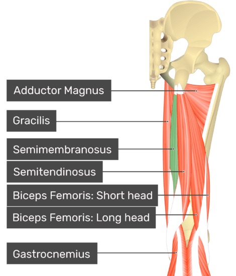 Origin: Ischial tuberosity 

Insertion: medial condyle of tibia

Action: extends thigh, flexes and medially rotates leg