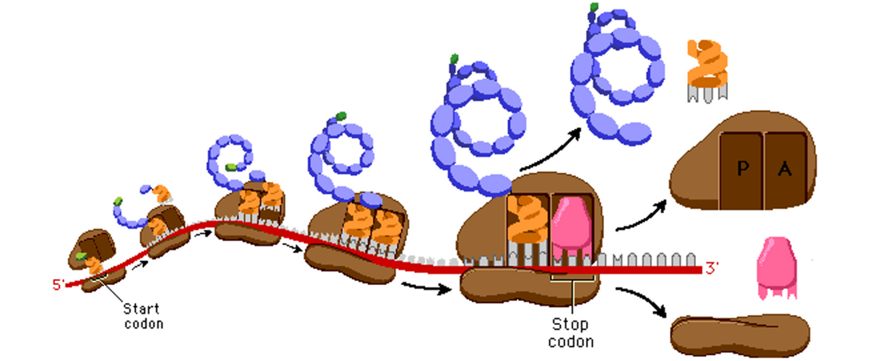 <p><span>•A multiple ribosome-mRNA complex efficiently producing many copies of the same protein.</span></p><p><span>•</span>As the ribosome ‘chugs’ along the mRNA and is progressively ‘read’, the initial portion of the mRNA passes through the ribosome and may attach successively to several other ribosomes, all reading the same message simultaneously and sequentially.</p>