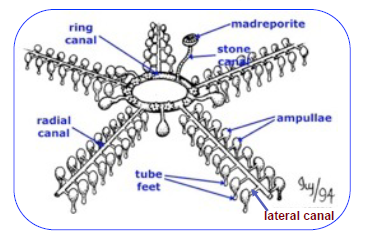 <p>madreporite: opening for water in the middle of the sea star, aboral side <br>stone canal: made of calcium, connects ring canal to madreporite<br>ring canal: distribute water around mid body and circulate around for beginning of legs<br>radial canal: extend straight down into legs<br>lateral canal: extend outward to sides of legs<br>ampullae: store water for tube feet<br>tube feet: locomotion, food gathering, etc.</p>