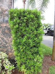 <p>Podocarpus</p>