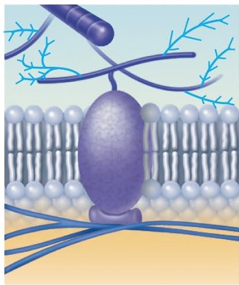 <ul><li><p>Attachment to the cytoskeleton and extracellular matrix</p></li><li><p>Elements of the cytoskeleton (cell's internal supports) and the extracellular matrix (fibers and other substances outside the cell) may anchor to membrane proteins, which helps maintain cell shape and fix the location of certain membrane proteins. </p></li><li><p>Others play a role in cell movement or bind adjacent cells together.</p></li></ul><p></p>