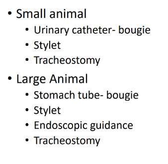 <p>Horses = urinary catheter, needle into trachea, tracheostomy</p>