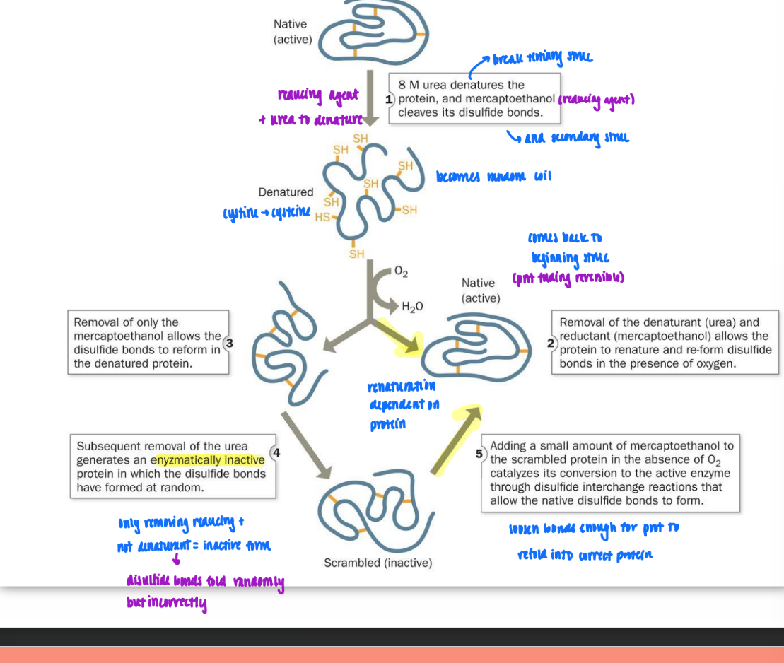 <ul><li><p>use reducing agent (mercaptoethanol) &amp; denaturing agent (urea) to break down tertiary and secondary struc = become random coil</p><ul><li><p>reduction = remove disulfide bonds (S-S to SH)</p></li><li><p>denature = unravel (cystine → cysteine)</p></li></ul></li><li><p>remove both at once = back to same<strong> (FOR RNase and some prot)</strong></p></li><li><p>remove just reducing agent = disulfide bonds form in wrong places</p><ul><li><p>then remove urea = <strong>enzymatically inactive</strong> prot generated</p></li><li><p>have to add small amt of reducing back to loosen bond just enough for port to hopefully refold into correct protein</p></li></ul></li></ul><p></p>