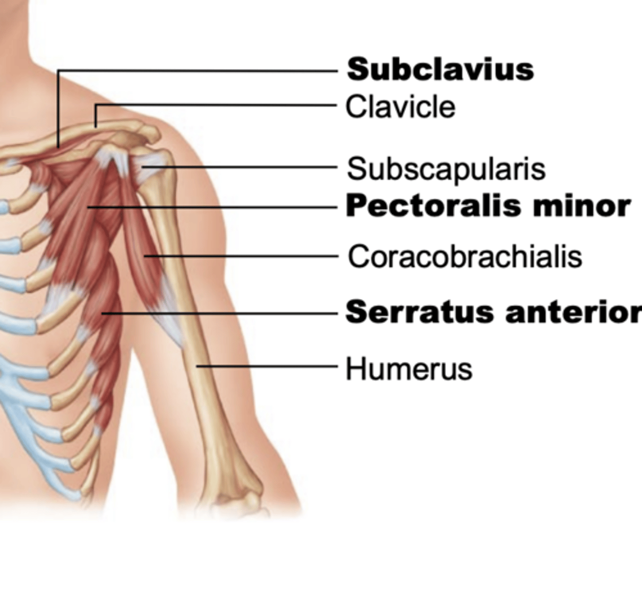 <p>-deep and inferior to pectoral muscles</p><p>-forms medial wall of axilla</p><p>-origin: muscle slips on ribs 1-8</p><p>-insertion: anterior medial border of scapula</p><p>-action: protraction of scapula (PM), upward rotation</p><p>-innervation: long thoracic nerve C5-C7</p>