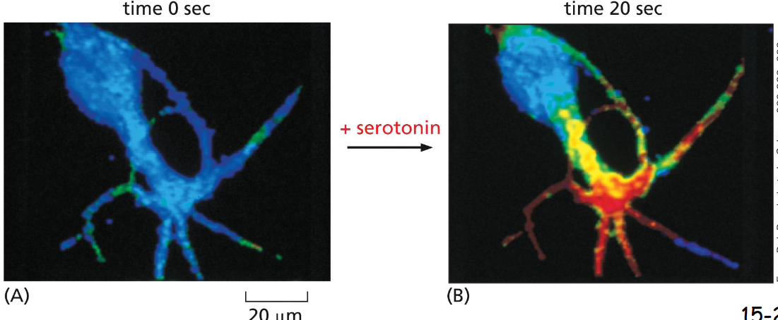 <p>Cyclic AMP</p><p>A nerve cell in culture was loaded with a fluorescent protein that changes fluorescence when it binds cAMP at a high level (red). Serotonin is a neurotransmitter and a ligand for a GPCR. When fed with serotonin, the cell shows a twenty-fold increase in cyclic AMP production in 20 sec</p>