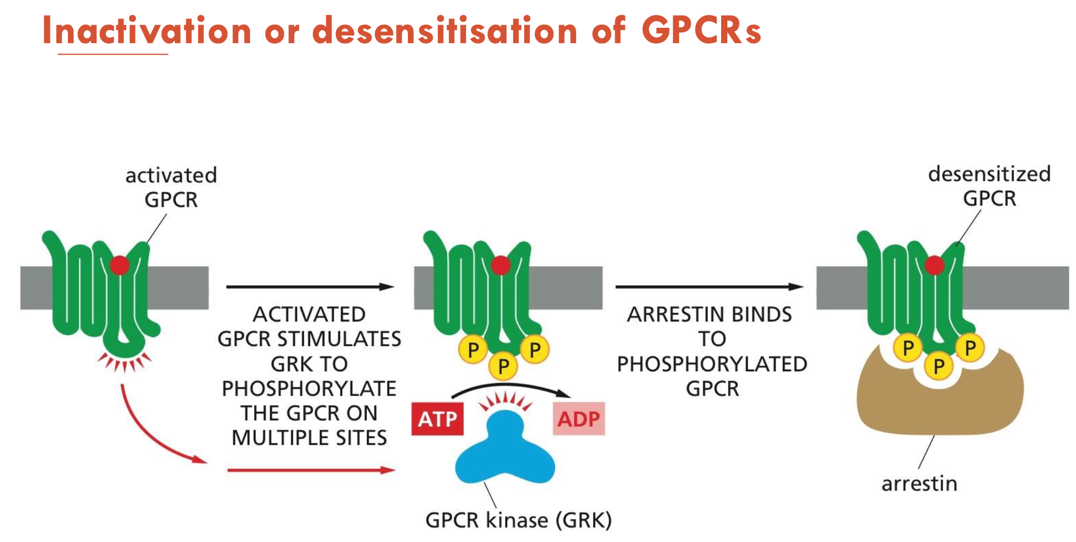 <p>Activated GPCR stimulates <strong>GPK</strong> to phosphorylate the GPCR on multiple sites</p><ul><li><p>Arrestin binds to phosphorylated GPCR → desensitised GPCR</p></li></ul><p></p>