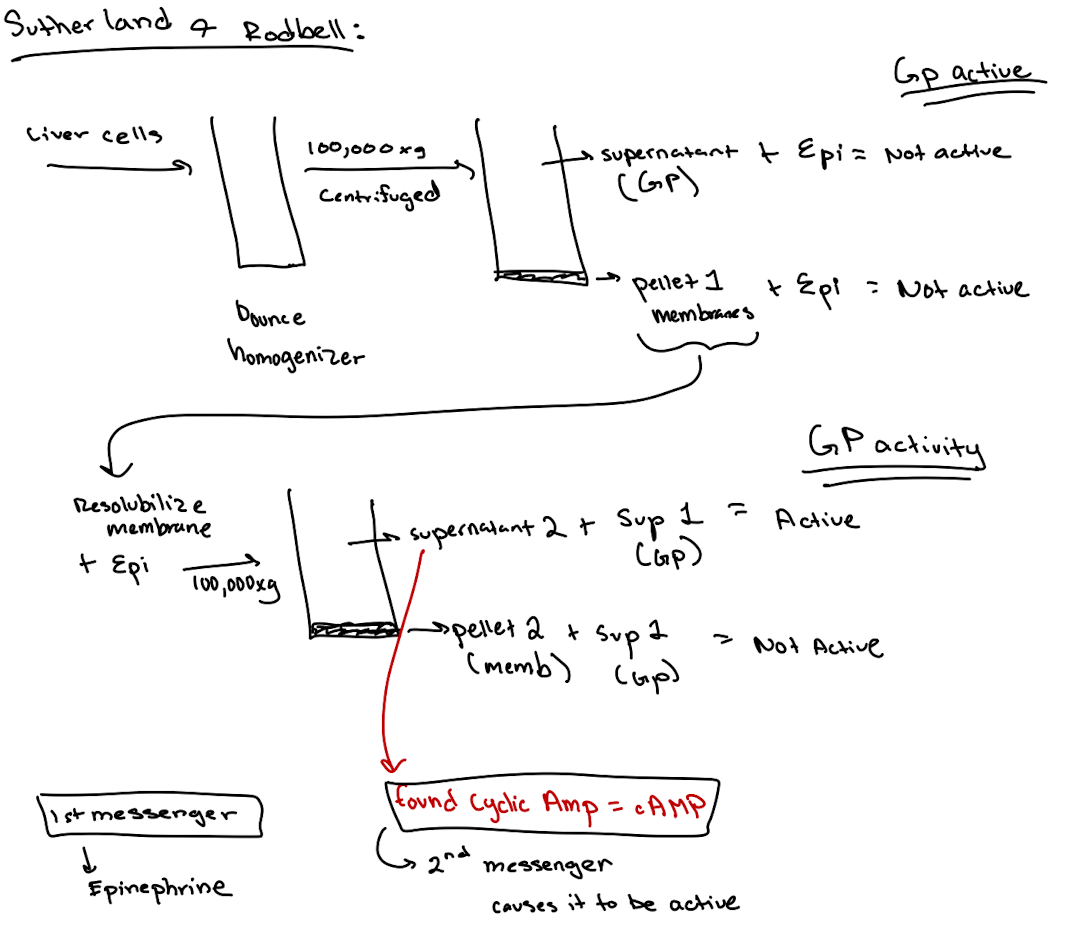 <p>Cytoplasmic components like GP, GPK, PKA—<strong>but not</strong> cAMP (because no epinephrine stimulation yet).</p>