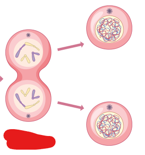 <p>The phase categorized by the forming of new nuclear membrane around separate chromatids on 2 sides of the cell. This phase is performed to create 2 new nuclei. Additionally chromosomes de-condense back into chromatin and the mitotic spindle breaks down.</p>