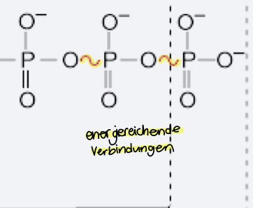 * Phosphatgruppen 
* Energiereichenden Verbindungen in gelb  
