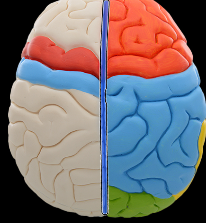 <p>Longitudinal fissure</p>