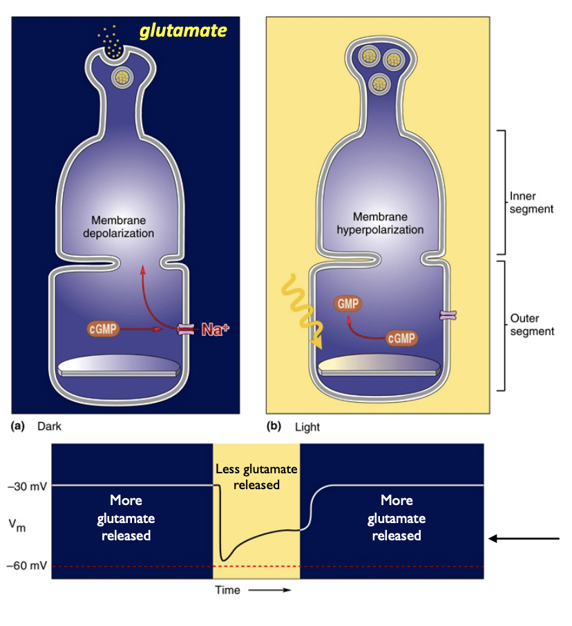 <p>Photoreceptors are more active in the dark, shown by depolarization and glutamate release in darkness (“dark current”)</p>