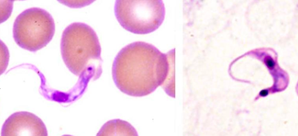 <p>State the names of these 2 flagellates from left to right.</p>