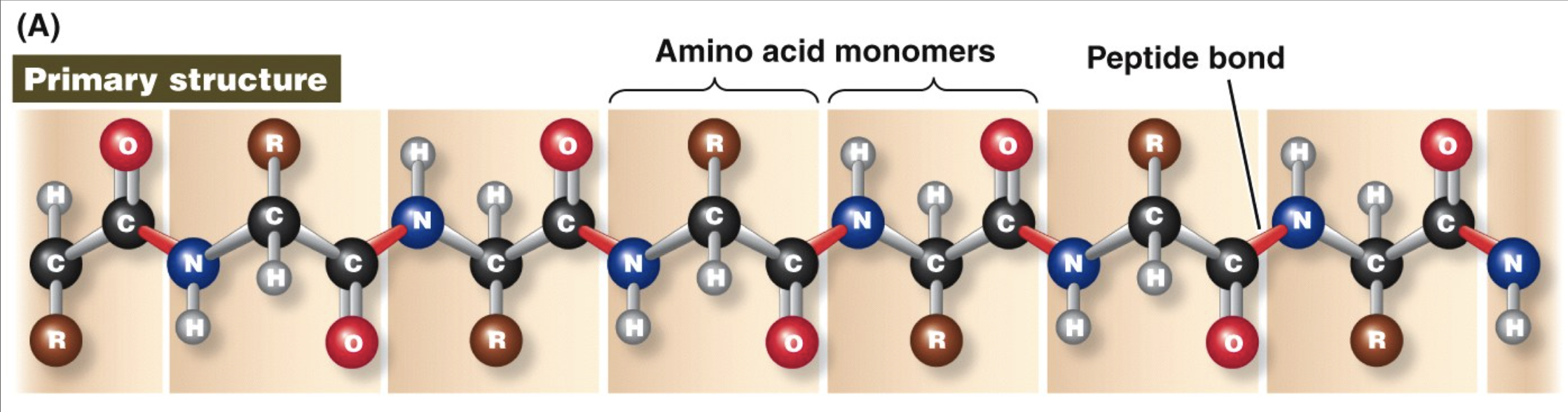 <ul><li><p>sequence of amino acids in a polypeptide</p></li><li><p><span>Determined by the message encoded in the nucleotide sequence in DNA.</span></p></li></ul><p></p>