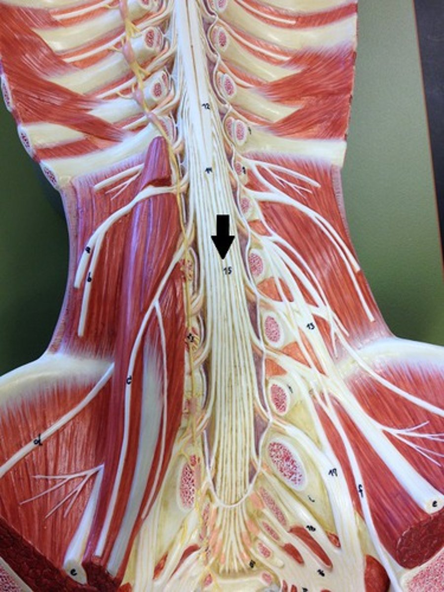 <p>single thin thread of fibrous tissue at end of conus medullaris in the center that attaches to coccygeal ligament</p>