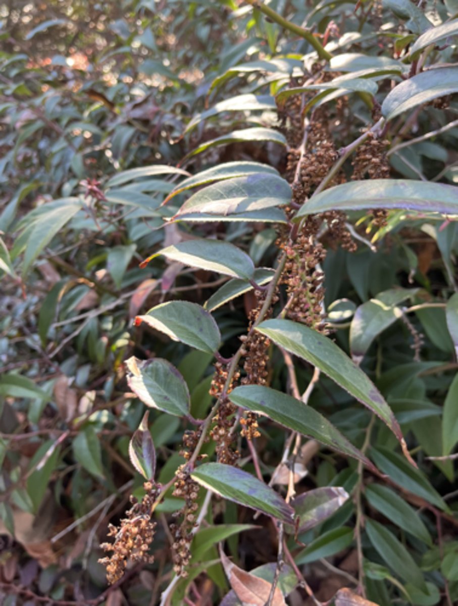 <p>mounded and arching, infructescence, capsule w persistent style, serrate margin</p>