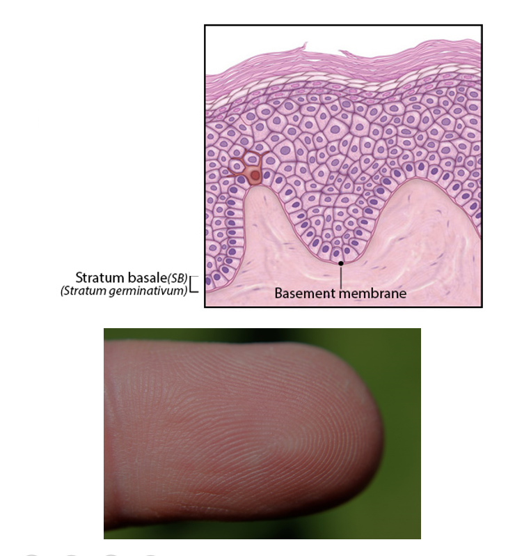 <p>-deepest layer</p><p>-attached to a basement membrane that separates it from the underlying dermis</p><p>-epidermal ridges increase grip</p><p>-single layer of cuboidal to low columnar cells *(most are keratinocytes) *(small population of melanocytes)</p>