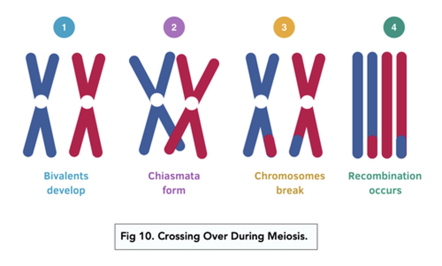 <p>Bivalents = Pairs of homologous chromosomes that come together and align side by side</p><p>Chiasmata = Points of crossing over</p>