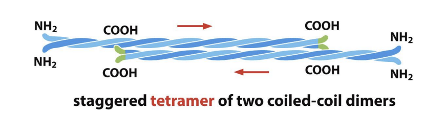 <p>Dimers associate with each other in staggered formation that are in opposite orientations (form tetramers with no polarity).</p>