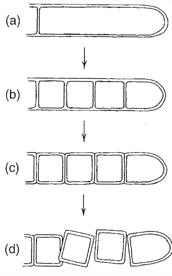 Terminal hyphal segment cut off by a septum
Septa divide the segment into several sections
The septa each divide into two layers
The daughter cells separate