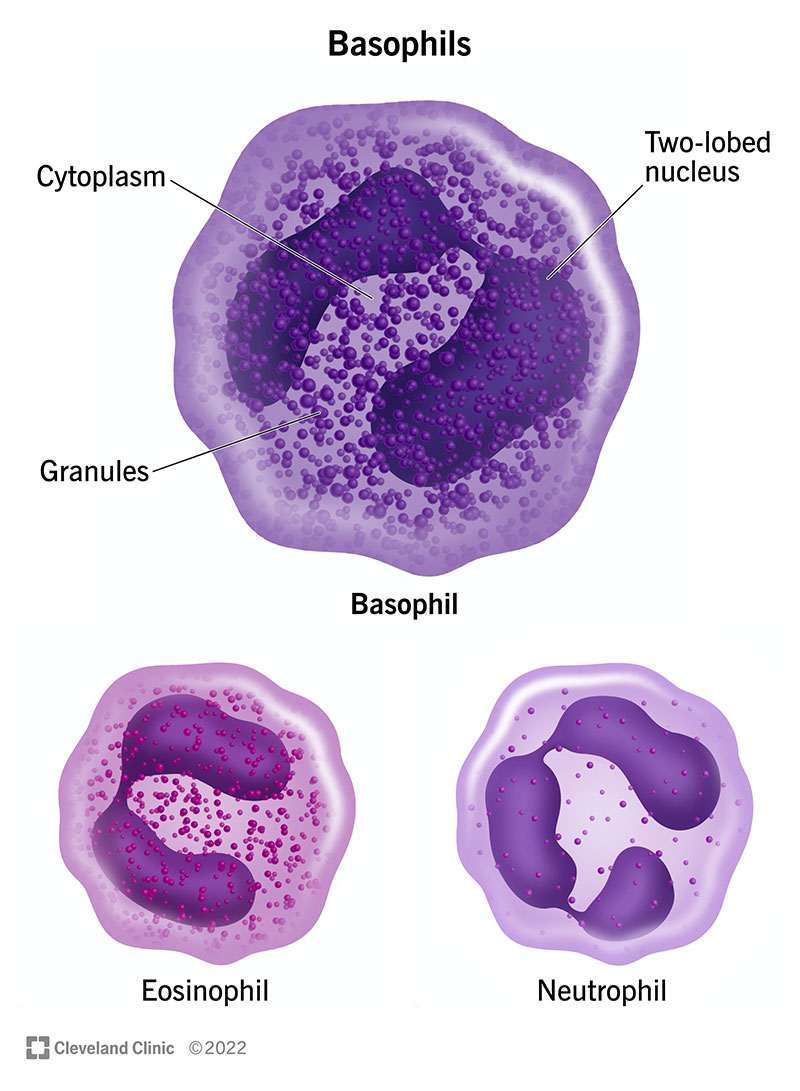 <p>basophils&nbsp;</p>
