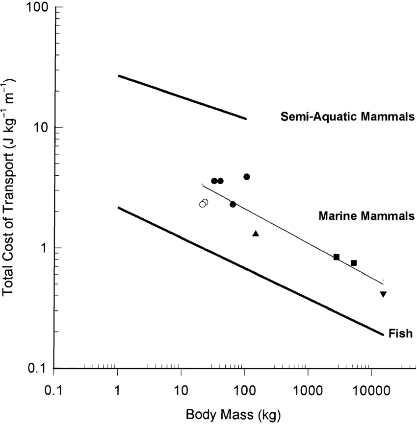 <p>cost of moving a given mass over a given distance</p><p>COT = MR/speed</p><p>higher cot at high speeds due to drag and at lower speeds due to lack of lift and others</p><p>minimum cot → speeds where cot is the lowest (usually bottom of the u-shaped curve)</p><p>cot is lower for larger animals</p><p>recovery stroke and surface swimming increases cot for semiaquatic</p><p>generally higher mass = lower cot (semiaquatic have same trend but see note above and fish are ectotherms so the trend is the same but below marine mammals)</p>
