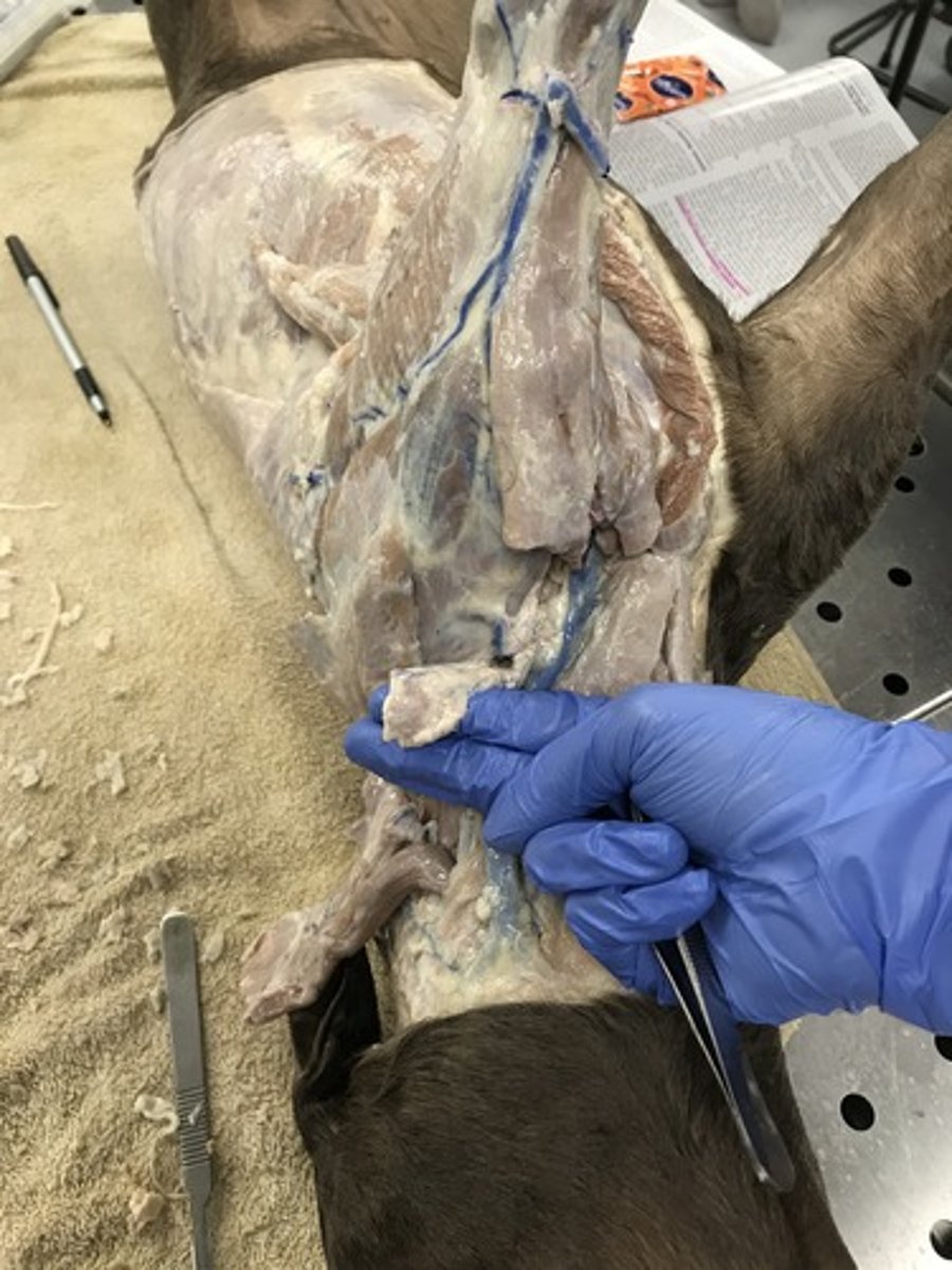 <p>What organ is this?</p>