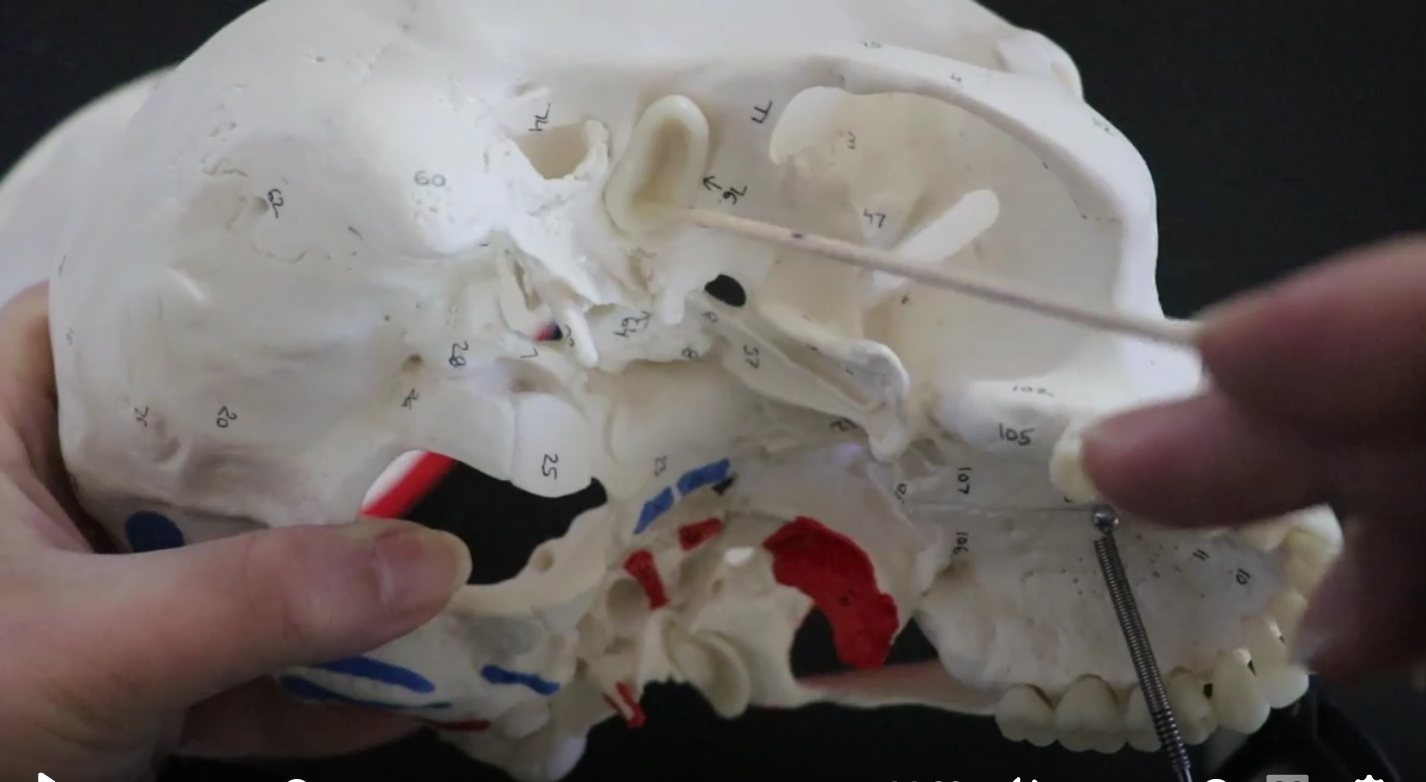 <p>where the mandible attaches</p><p></p><p>depression that articulates with the mandibular condyles of the mandible. Together, it forms the TMJ (temporomandibular joint)</p>