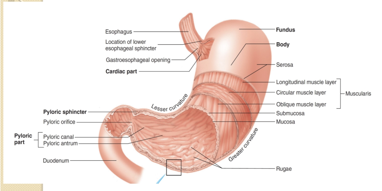 <p>What is the role of the pyloric sphincter and pyloric canal?</p>