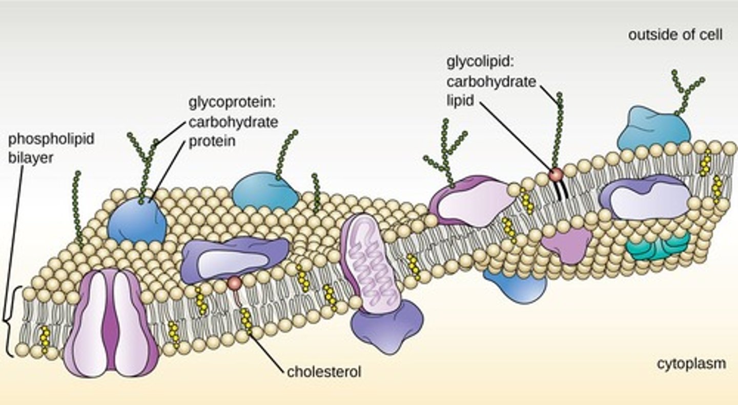 <p>Movement of substances across a cell membrane without the use of energy.</p>