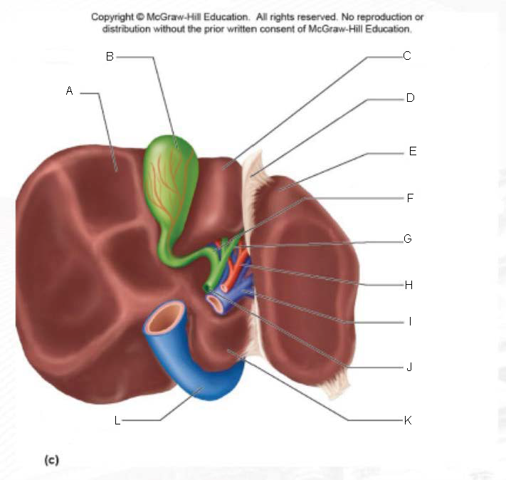 <p>B.</p>
