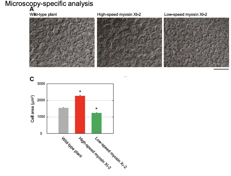 <ul><li><p>High-speed myosin XI cells were 47% larger; low-speed myosin XI cells were 20% smaller than wild-type</p></li><li><p>No significant difference in number of cells</p></li></ul><p></p>