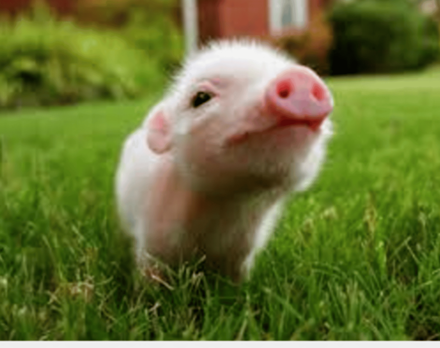 <p>In the wild, I eat everything from leaves, roots, and fruit to rodents and small reptiles. On the farm I eat mostly corn. I am among the smartest of all domesticated animals and am even smarter than dogs.</p>