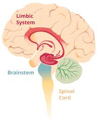 <p><span style="color: rgb(0, 0, 0)"><strong>Limbic System</strong></span></p>