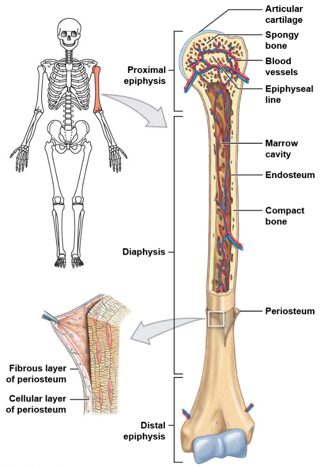 <p>The long central shaft of a bone, known as the diaphysis, is made of compact bone.</p>